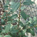 Ilex ciliospinosa P1C